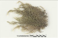 藏品(蕨苔科)的圖片